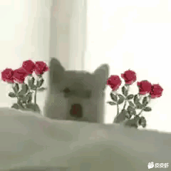 [图片]