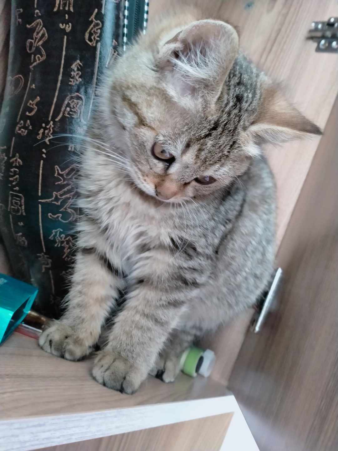 [图片]