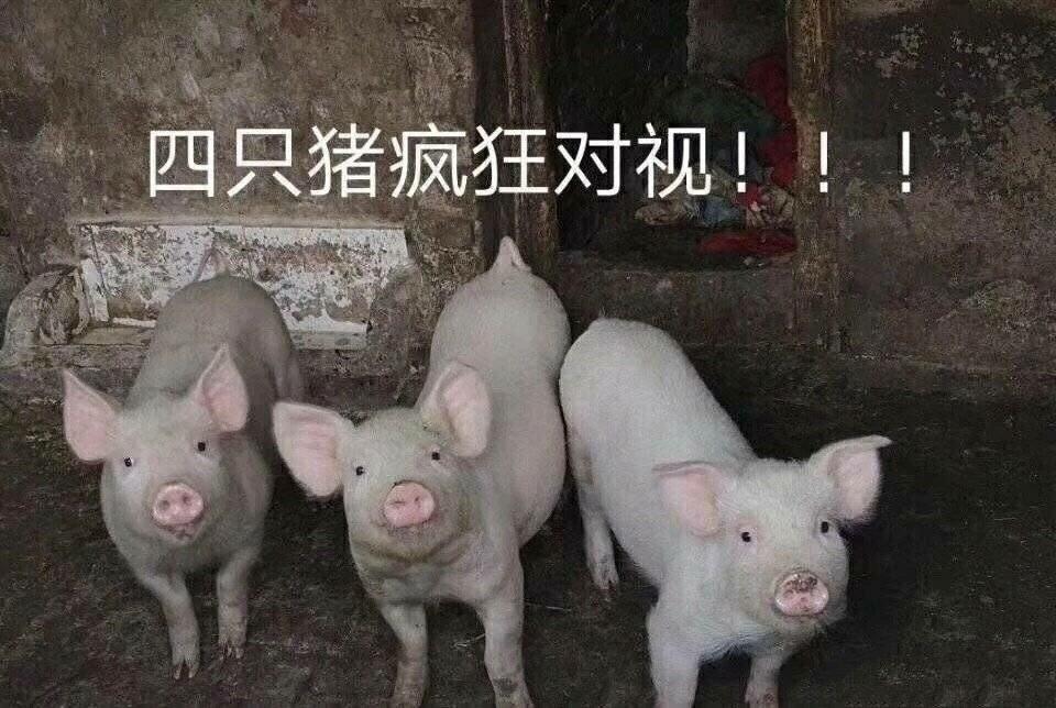 [图片]