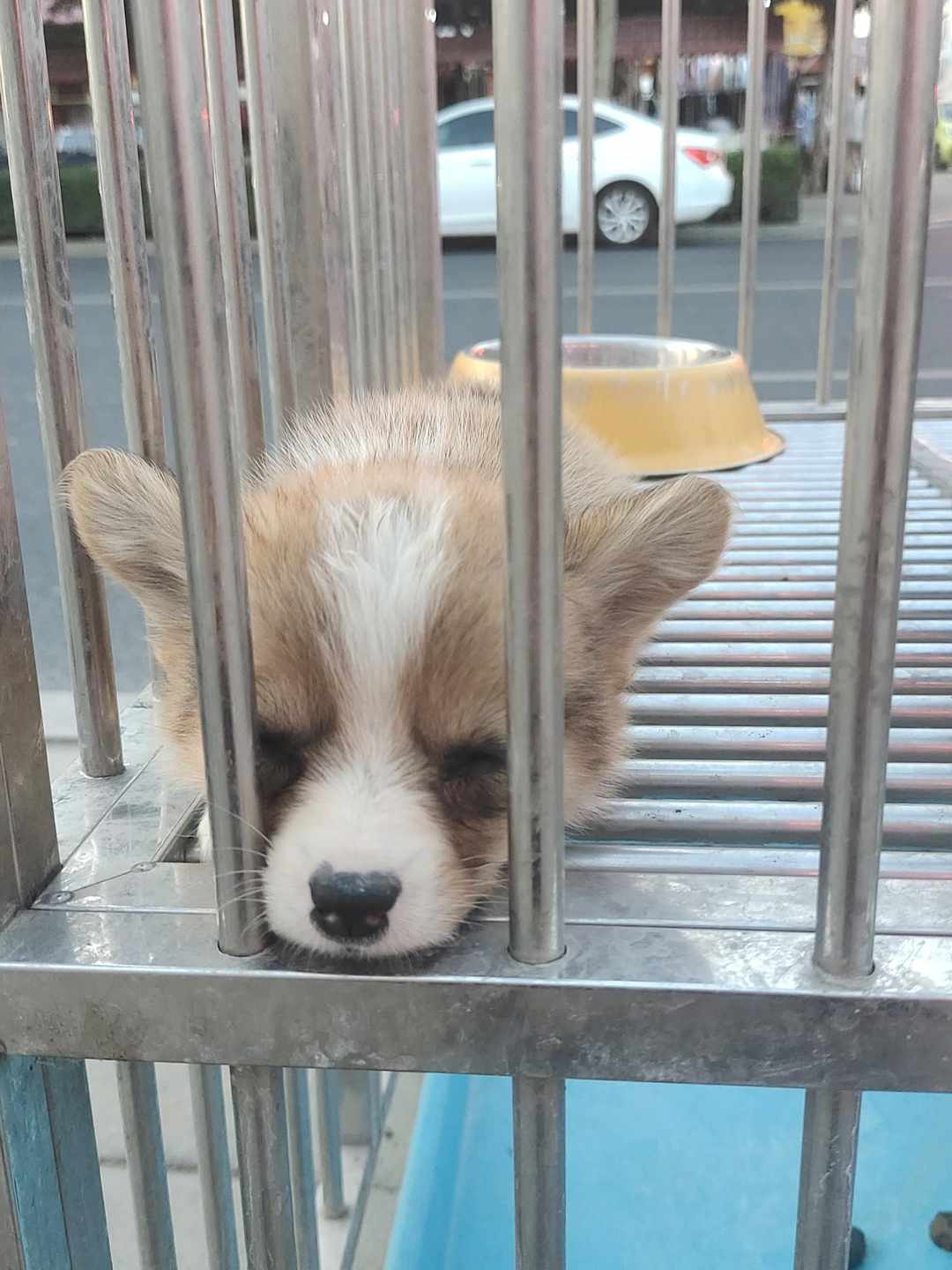 [图片]