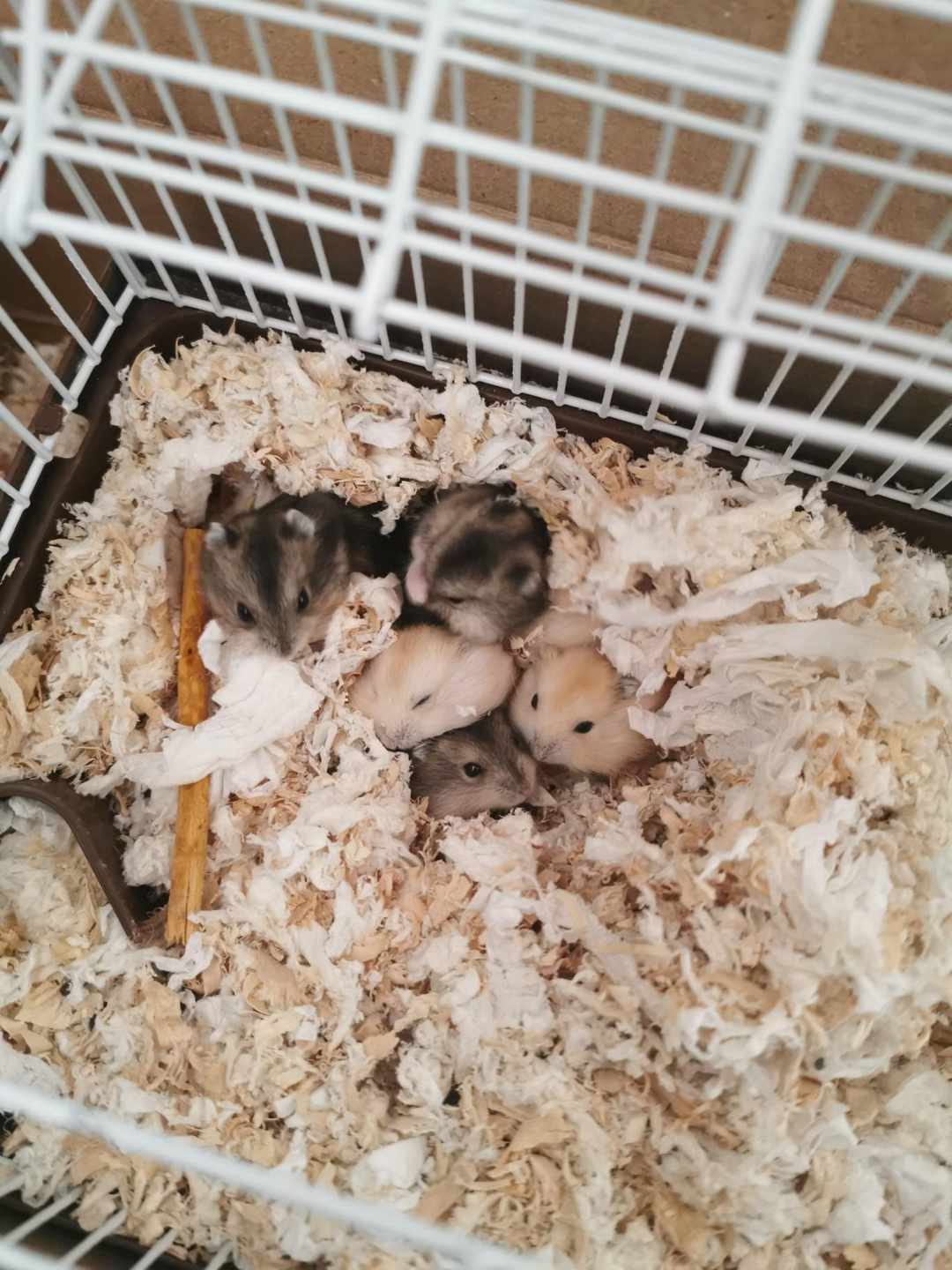 [图片]