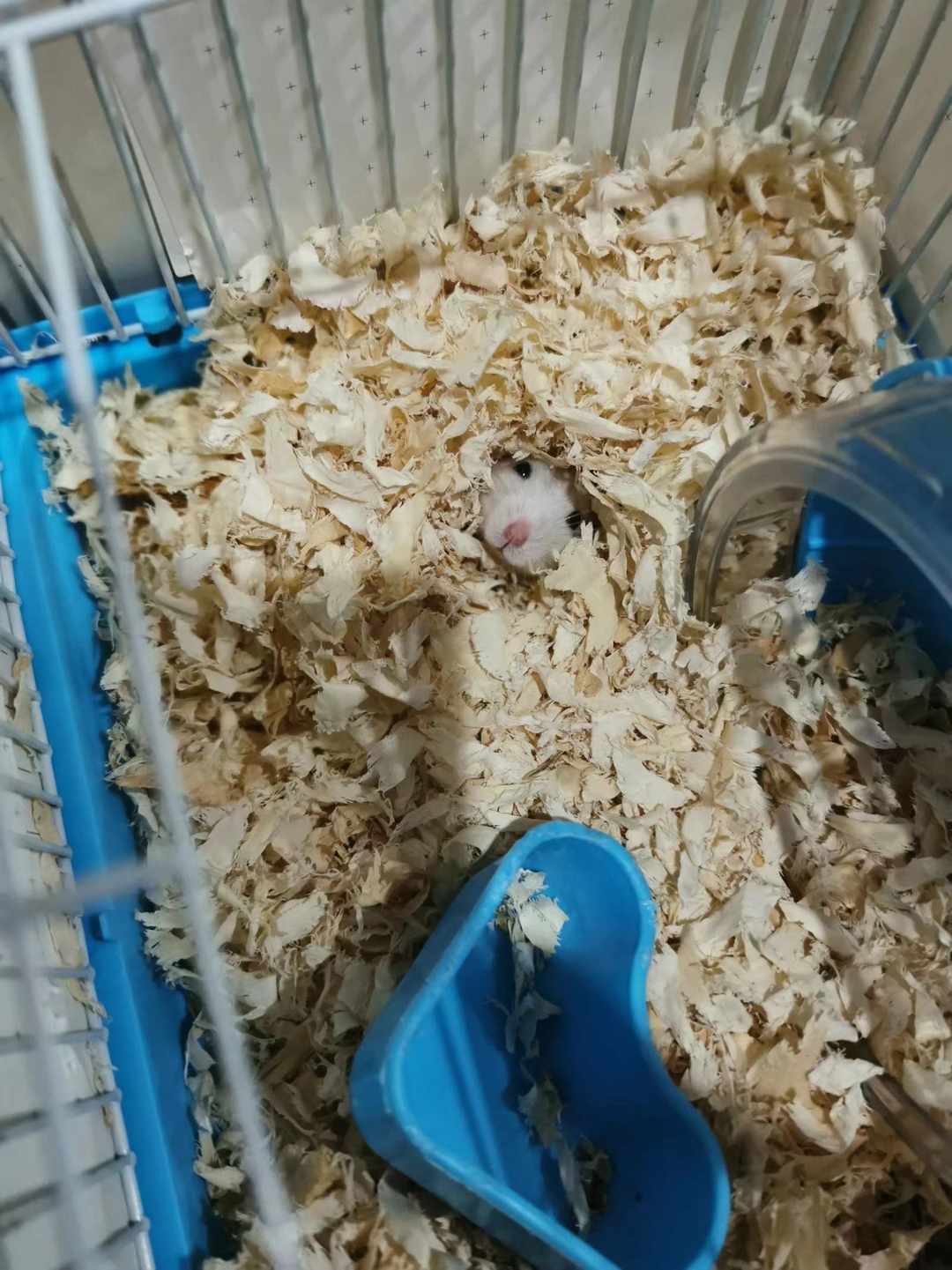 [图片]