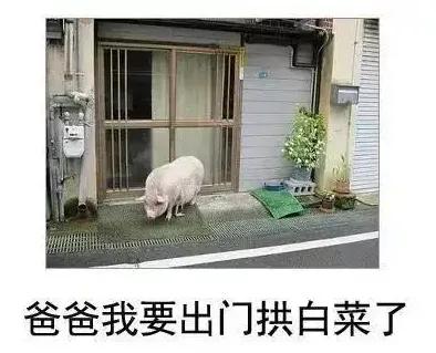 [图片]