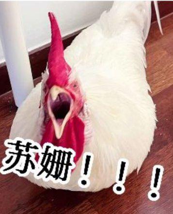 [图片]