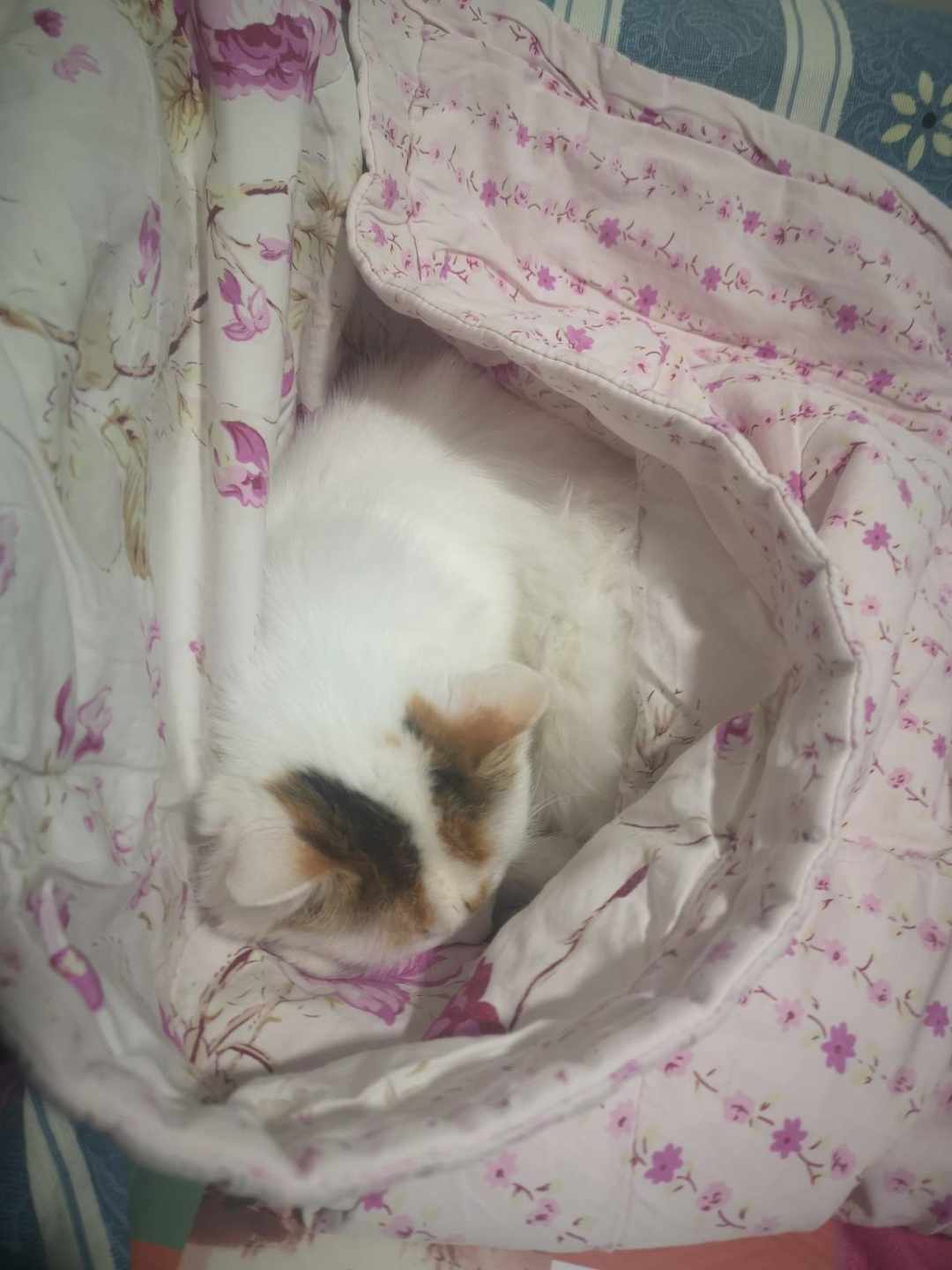 [图片]