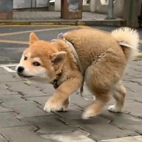 [图片]