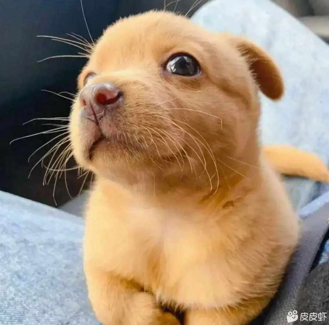 [图片]