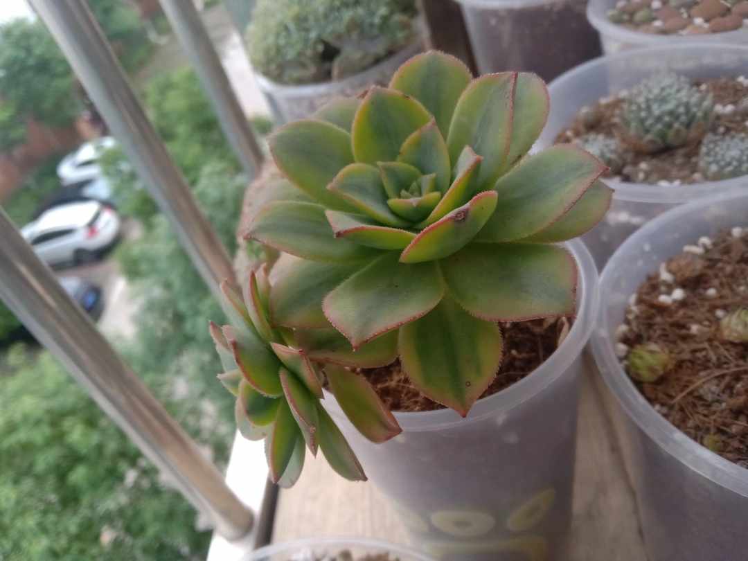 [图片]
