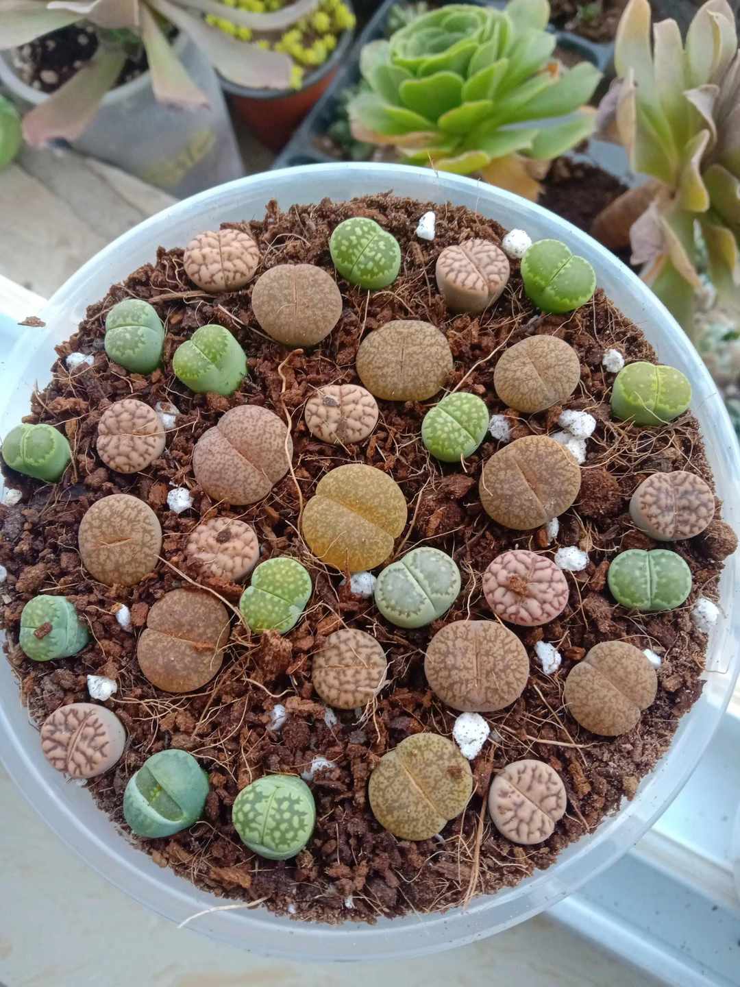 [图片]