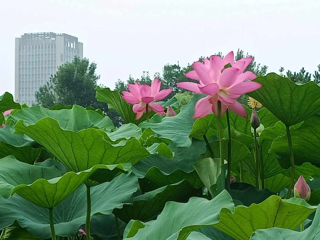 [图片]