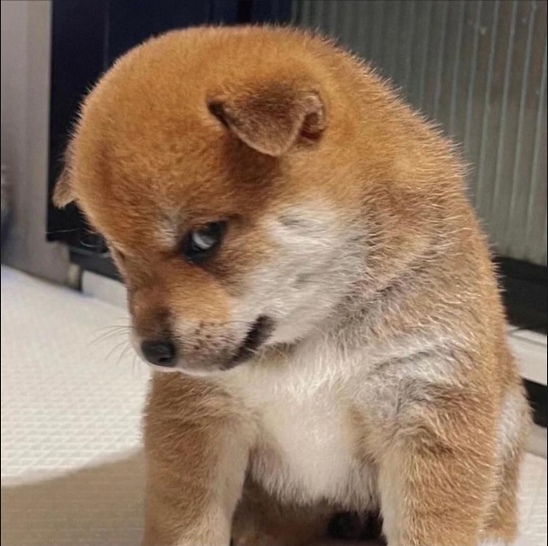 [图片]