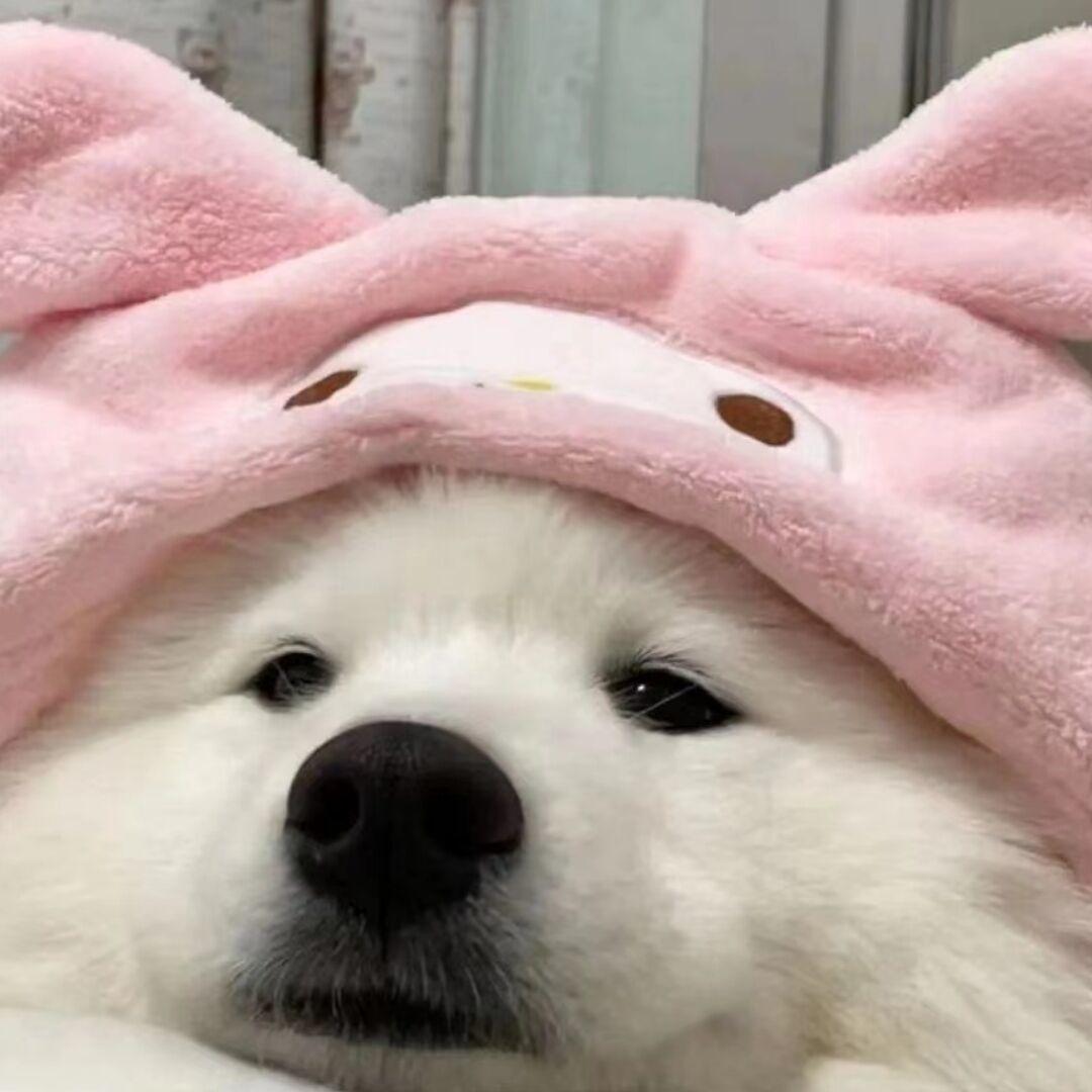 [图片]