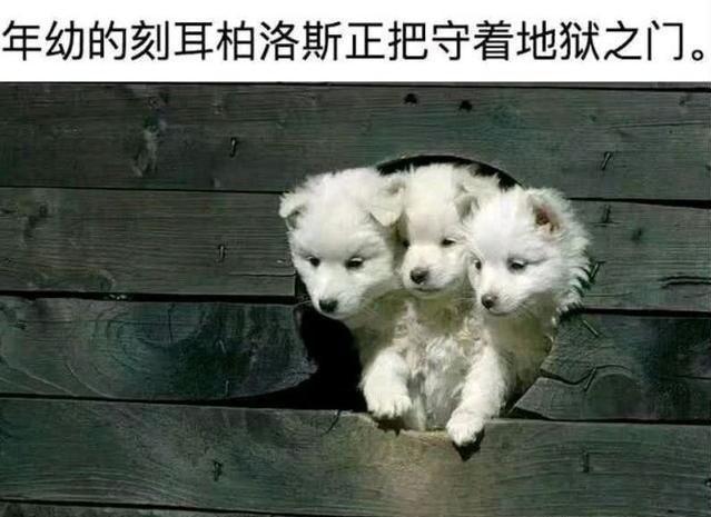 [图片]
