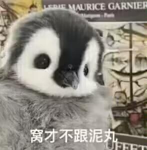 [图片]
