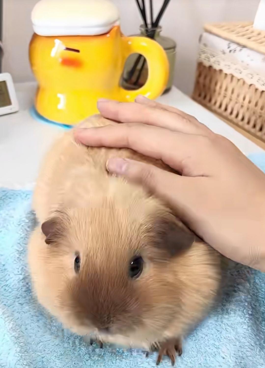 [图片]