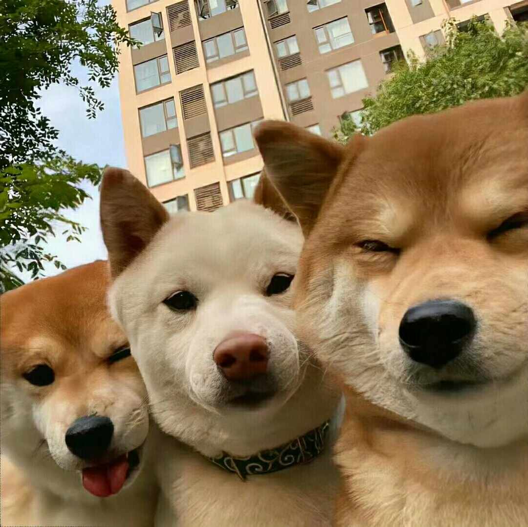 [图片]