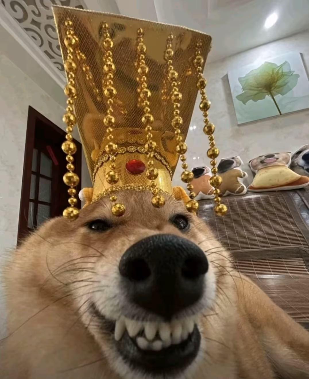 [图片]