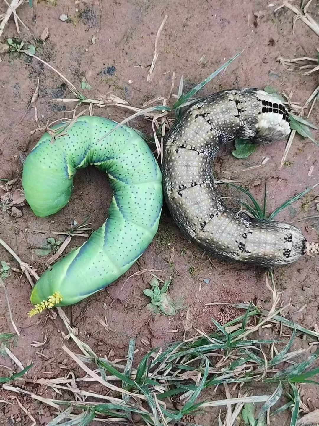 [图片]