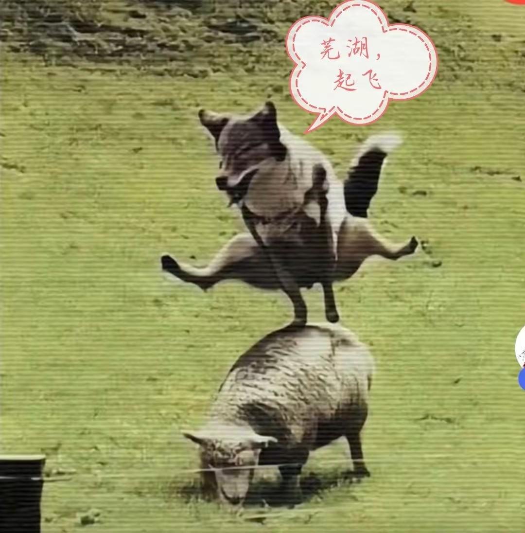 [图片]