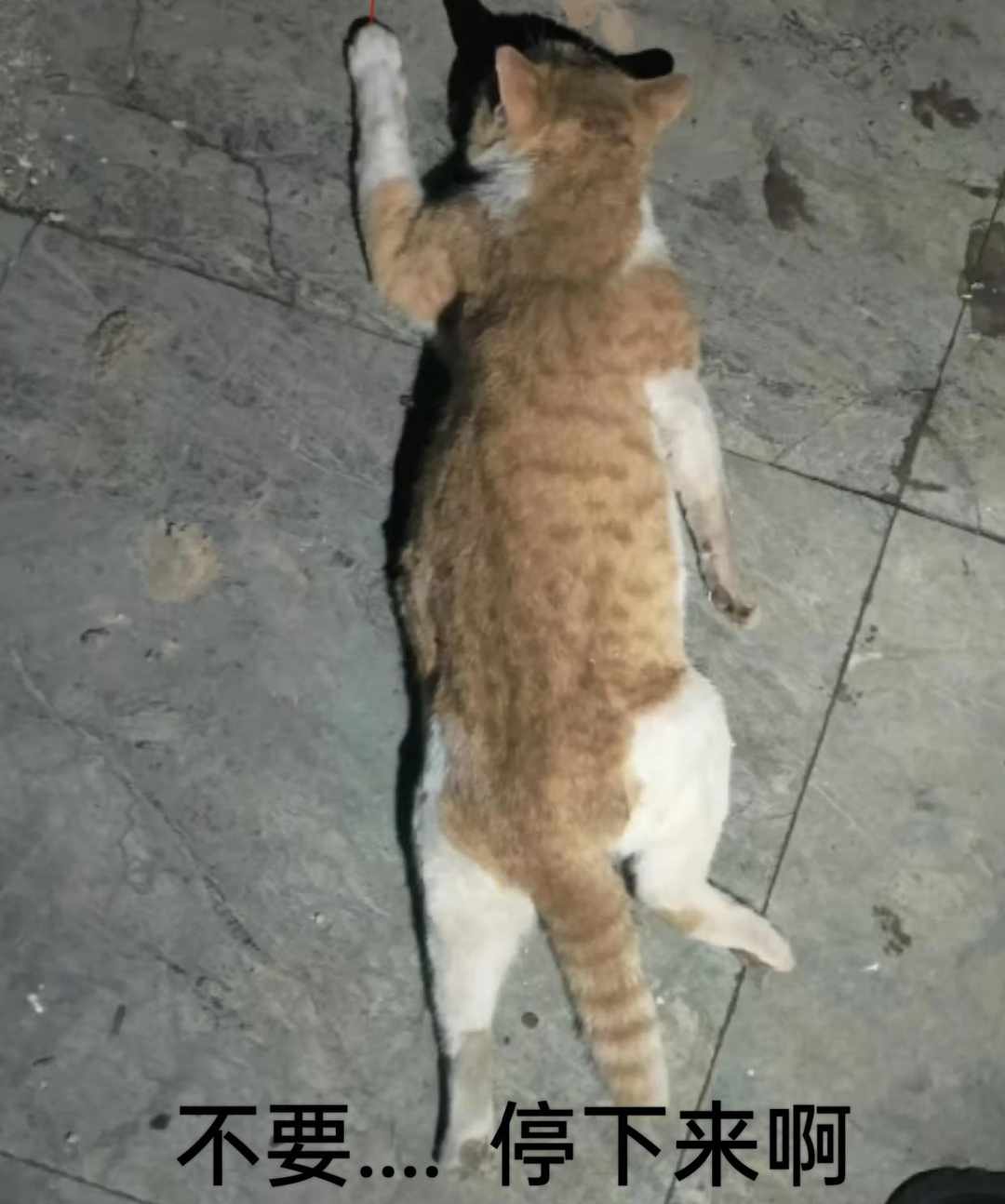 [图片]