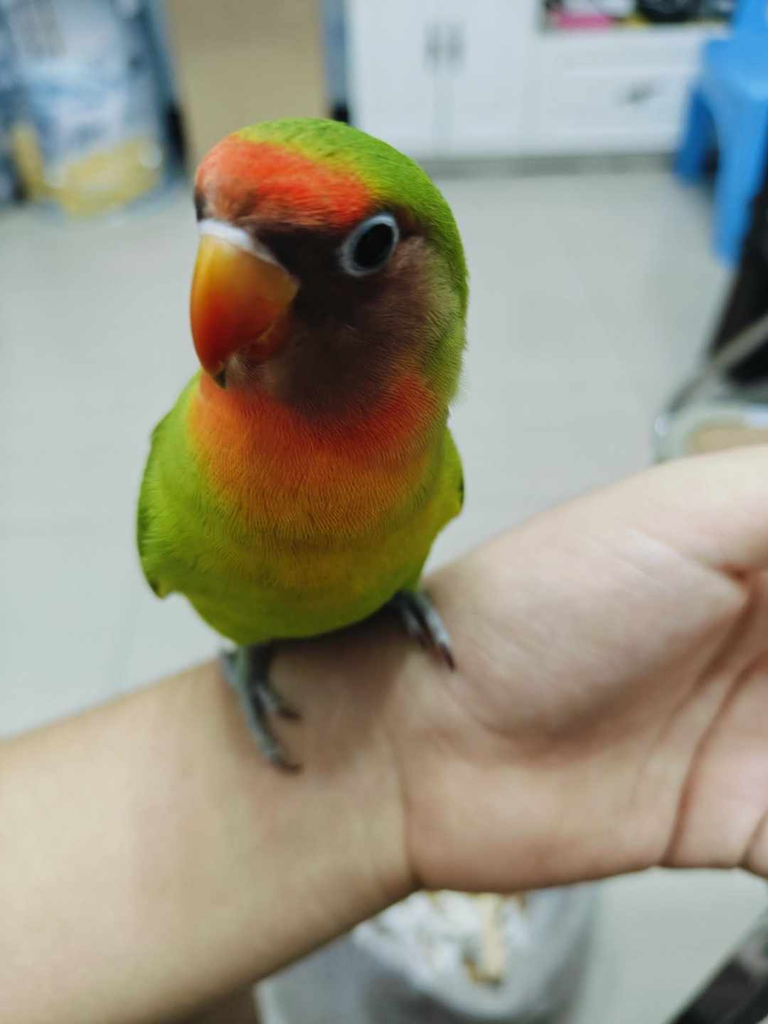 [图片]
