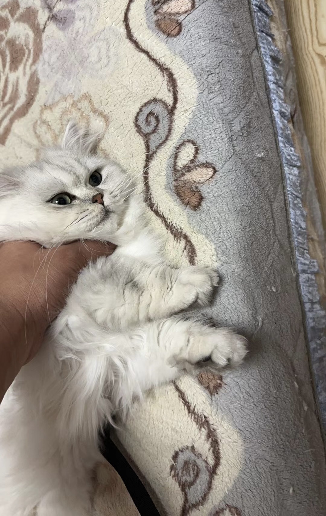 [图片]