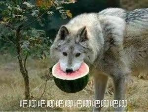 [图片]